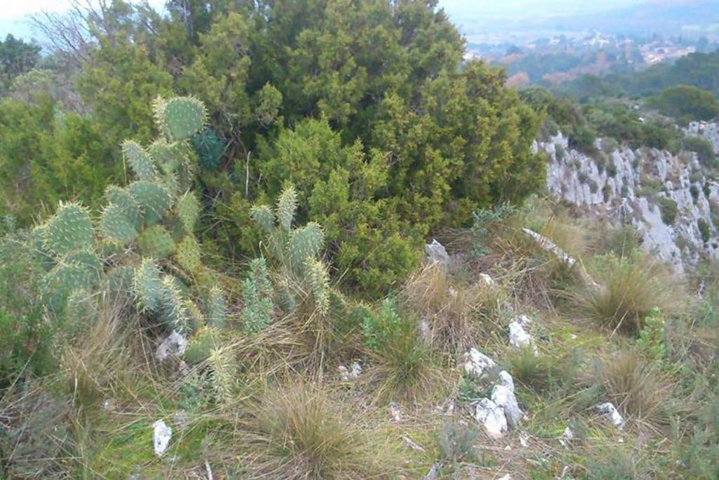 Proche D'Uzes La Terrasse Du Soleil Levant Collias Ngoại thất bức ảnh